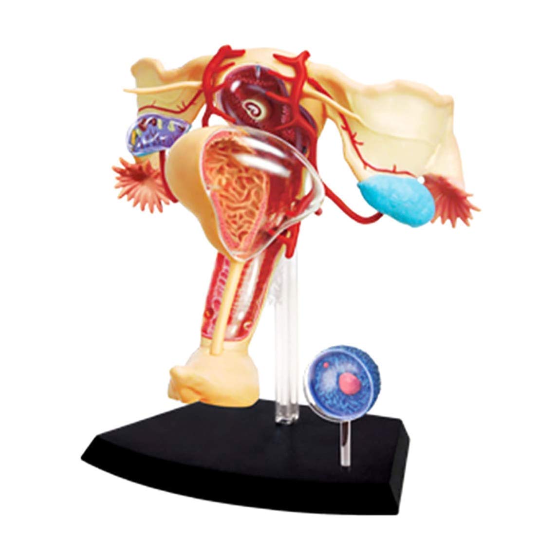 1、医療用 模型 子宮 解剖学的女性生殖器模型 木製ケース入り 送料込み
